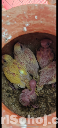 বাজিগর পাখি ৬টি বাচ্চা সহ বিক্রি হবে